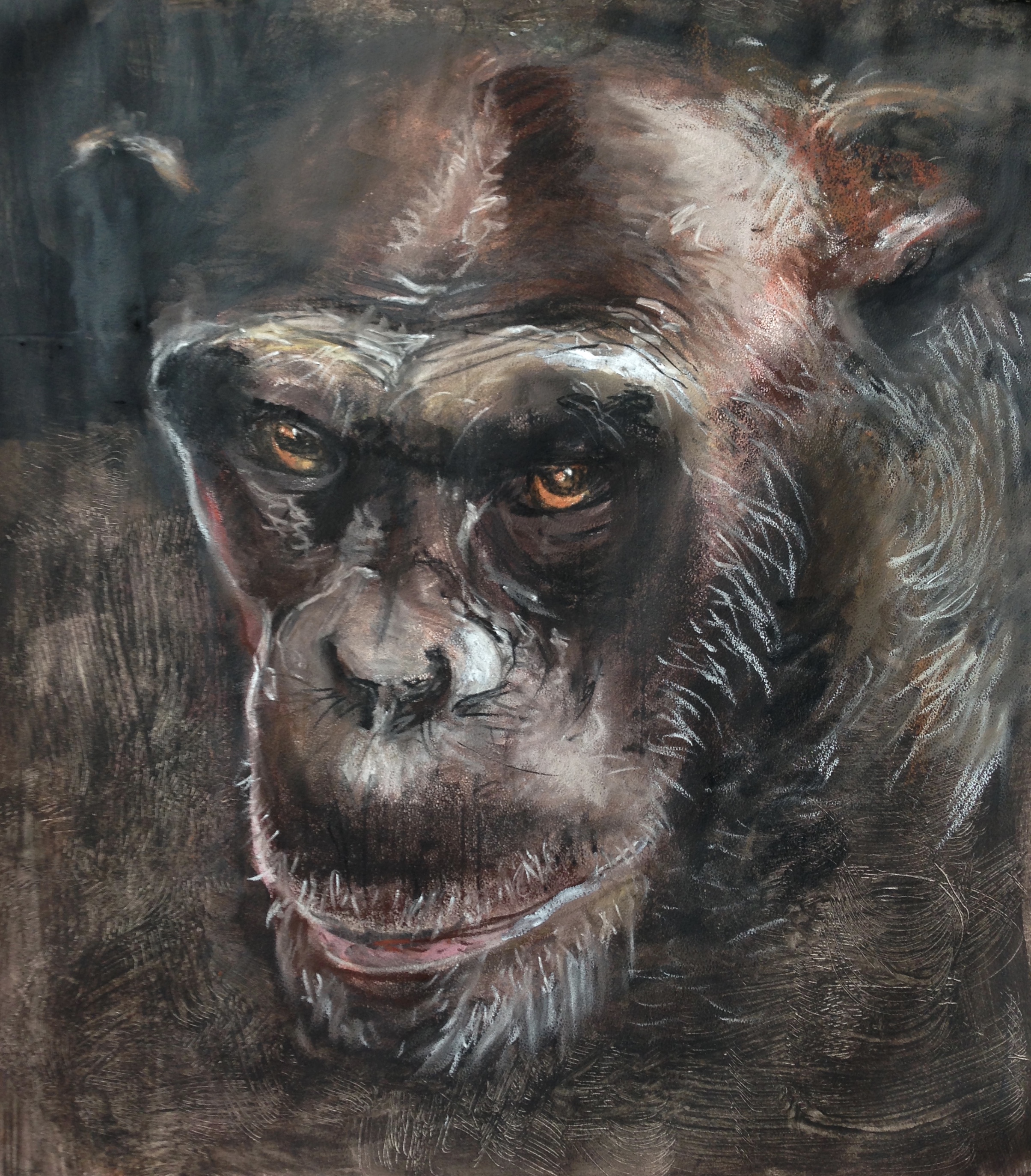 107-Bonobo/pastel/acryl 50x50cm