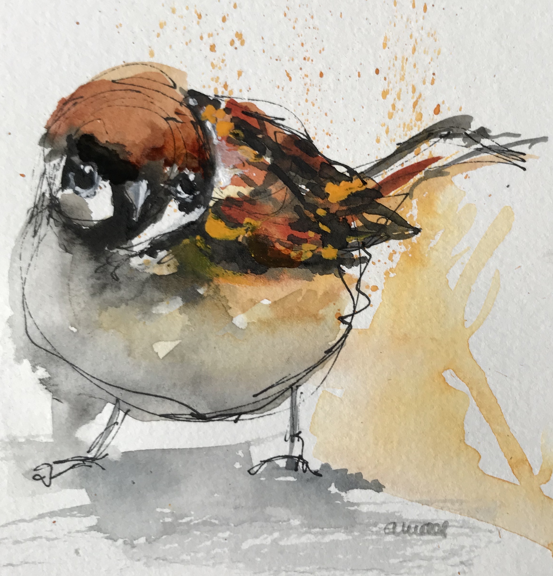 222-sparrow/aquarel 13X13cm