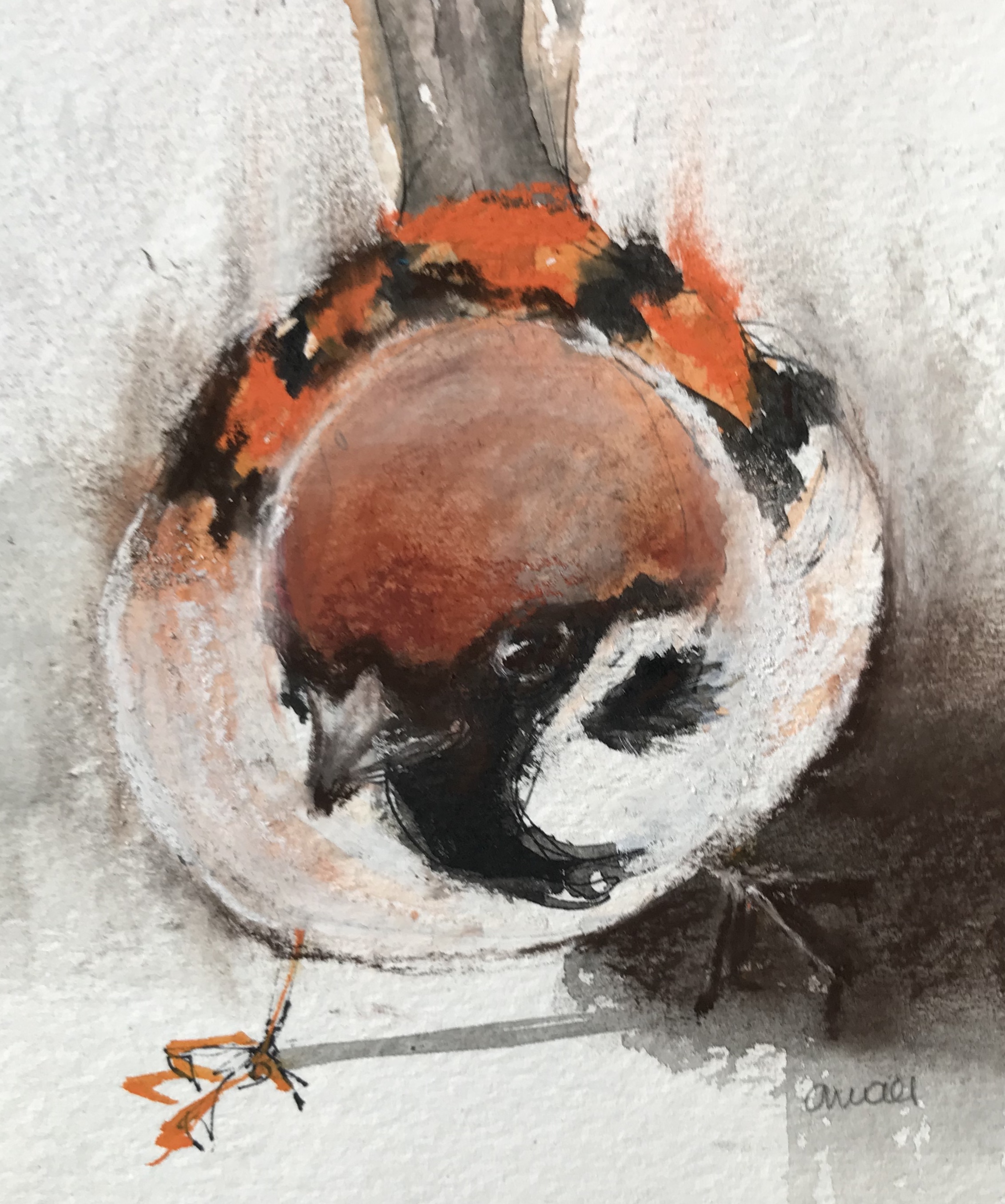 230-sparrow/pastel 12x18cm
